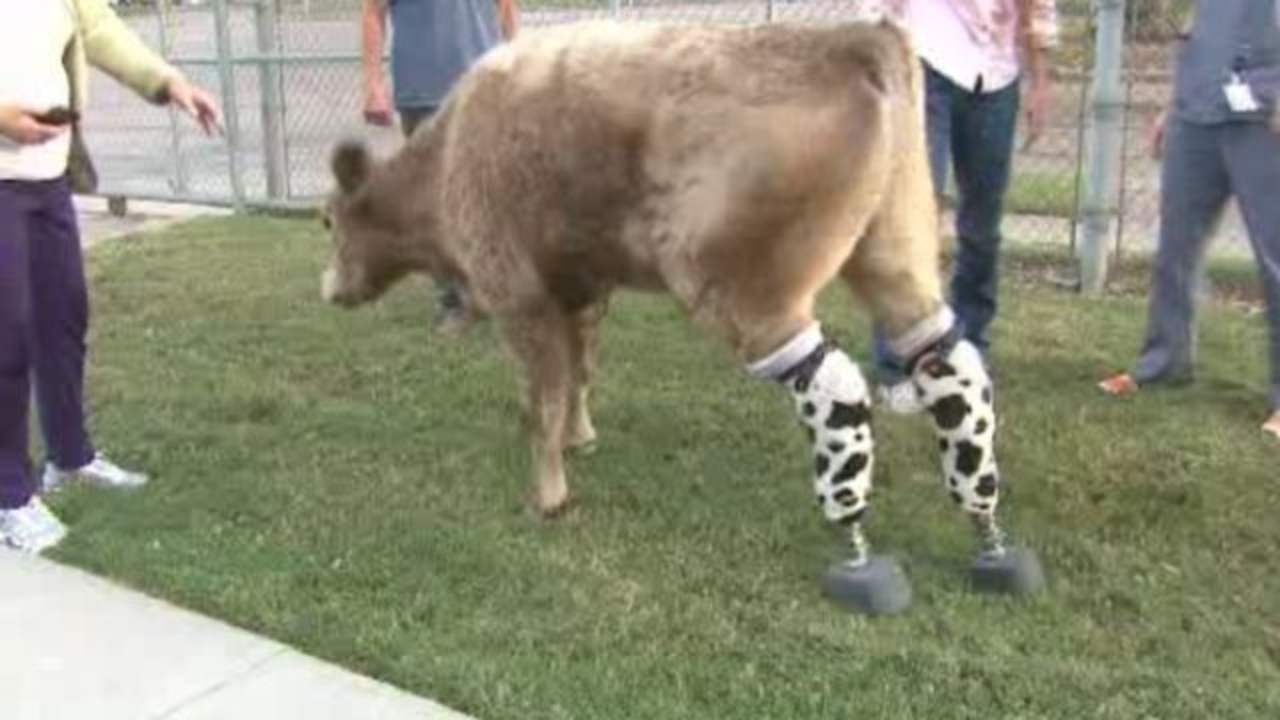 'Hero' the cow receives new prosthetic legs