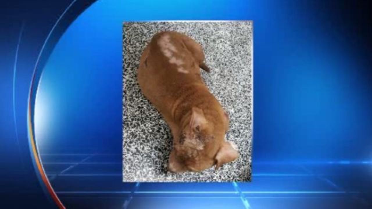 Burned puppies left at dog day care