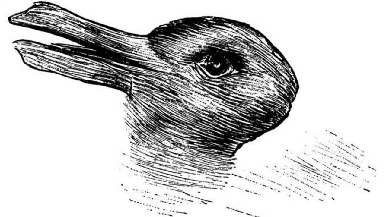 rabbit-duck-drawing-tease-today-160215_4