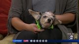 Pet Project: Meet Claudia