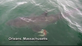 Houston boy reels in Great White Shark