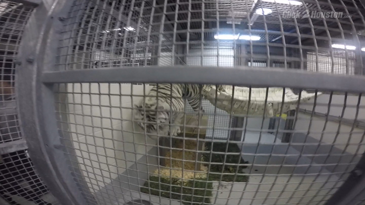 Downtown Aquarium, animal group clash over white tiger exhibit