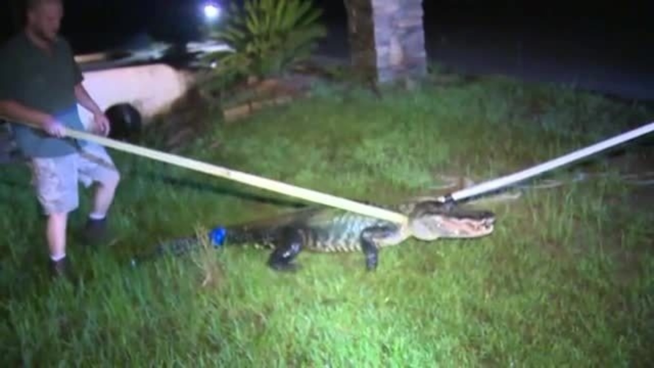 Alligator captured in Conroe neighborhood