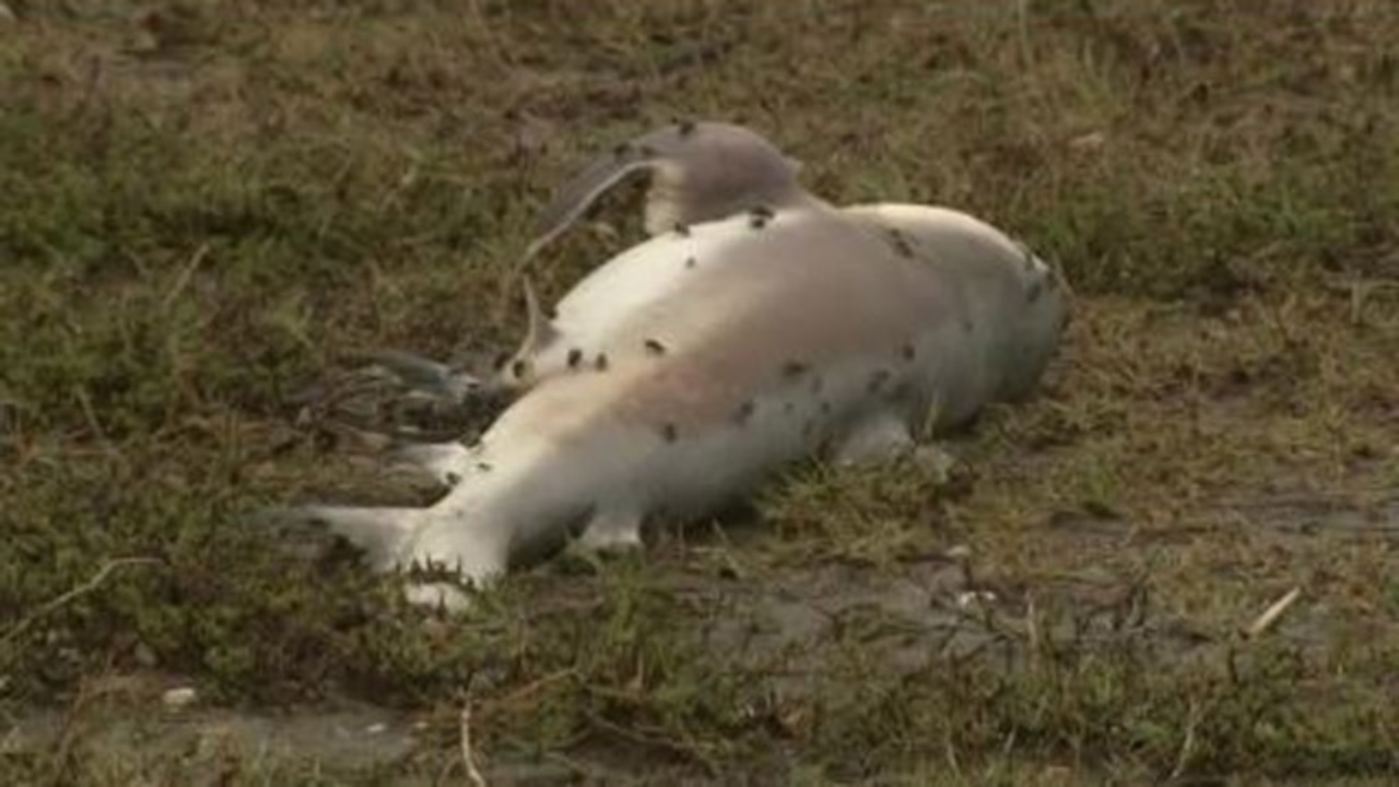 Homeowner finds shark in yard after flooding