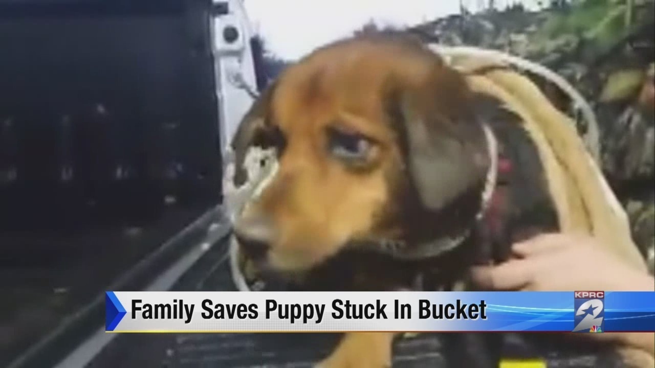 Family saves puppy stuck in bucket