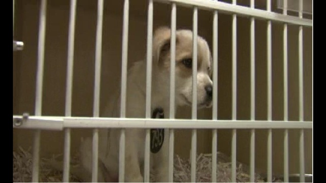 harris county dog pound harris county dog pound