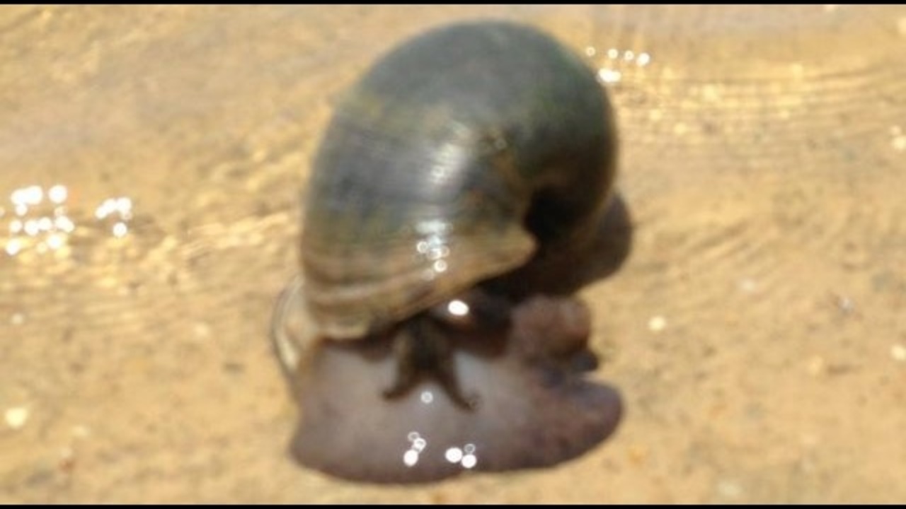 USDA Snails found native to Texas
