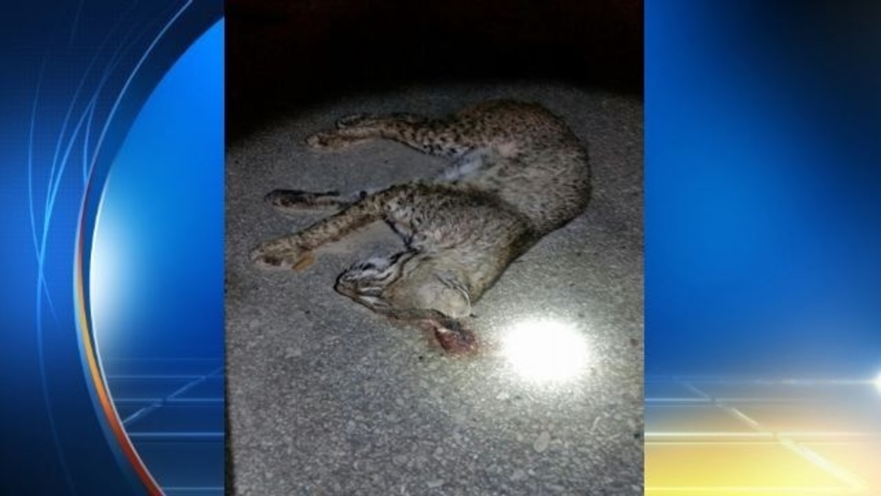 Fulshear PD finds dead bobcat on F.M. 1093