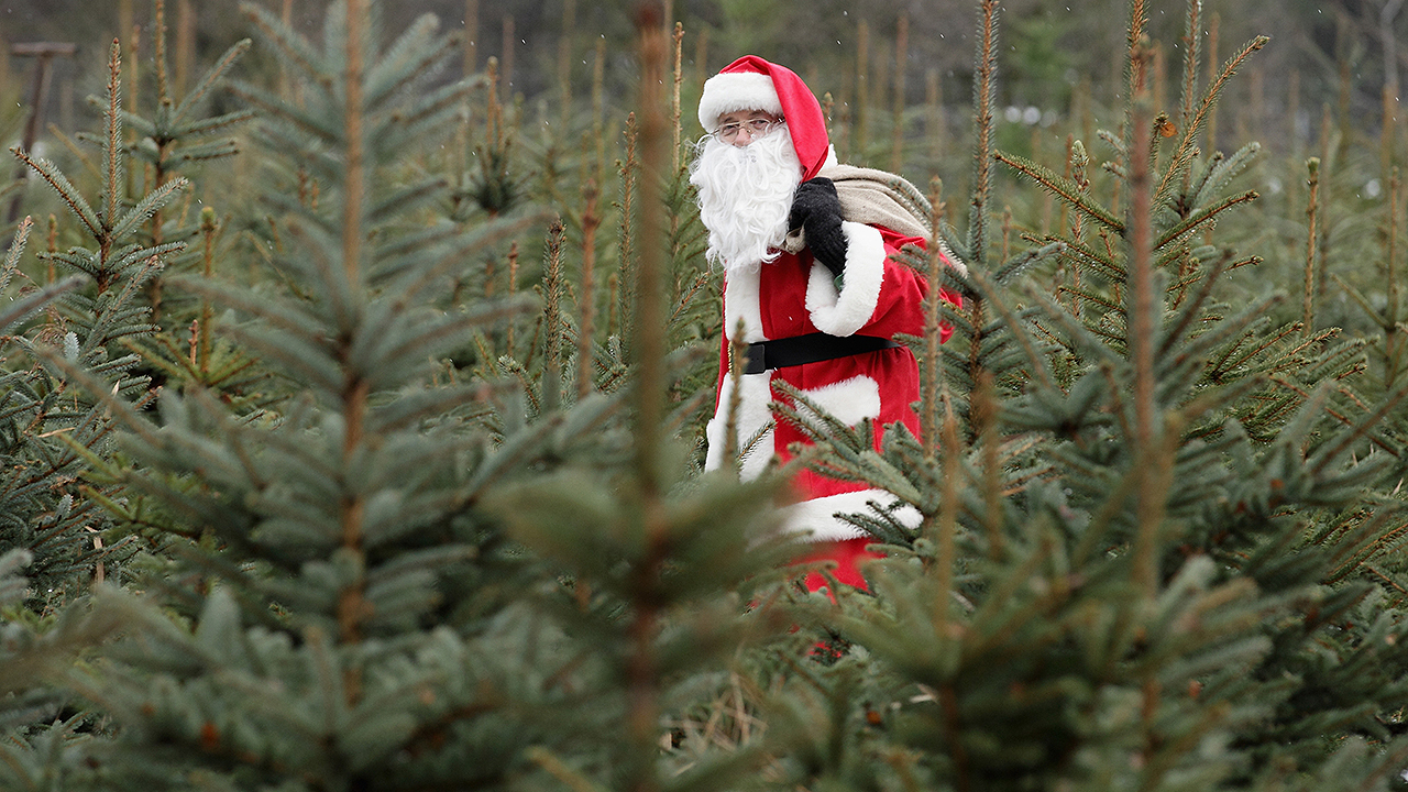 christmas trees in houston where to cut your own or buy christmas trees in houston where to cut your own or buy