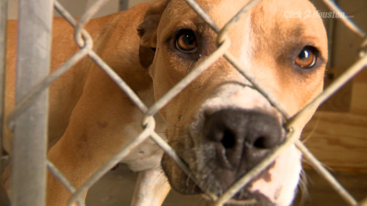 Fort Bend County Animal Shelters Offer Discounted Adoptions