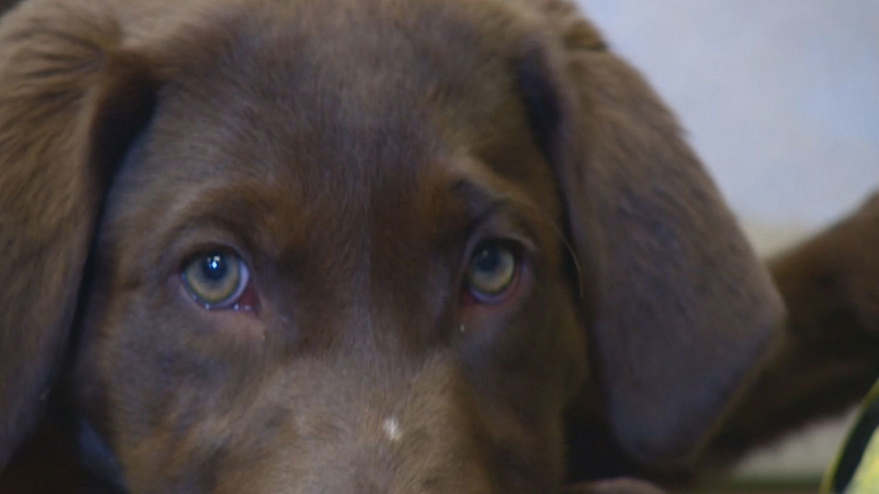 Are All Police Dogs Trained To Find Drugs Are All Police Dogs Trained To Find Drugs
