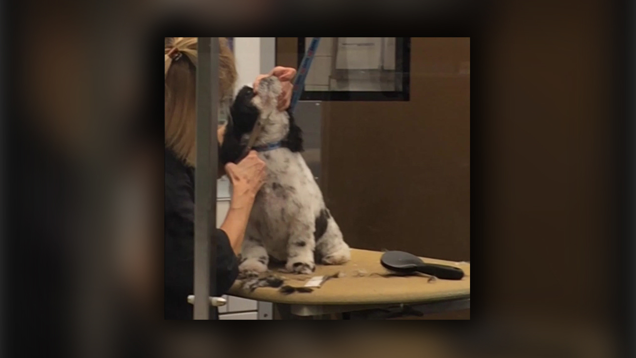Dog Grooming School Houston Dog Grooming School Houston