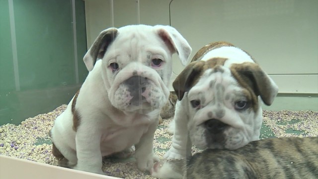 is pet leasing more bark or bite