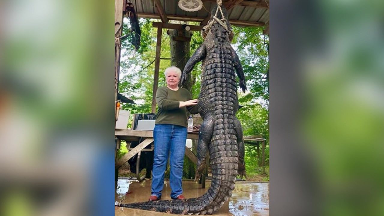 mayor kills 12 foot