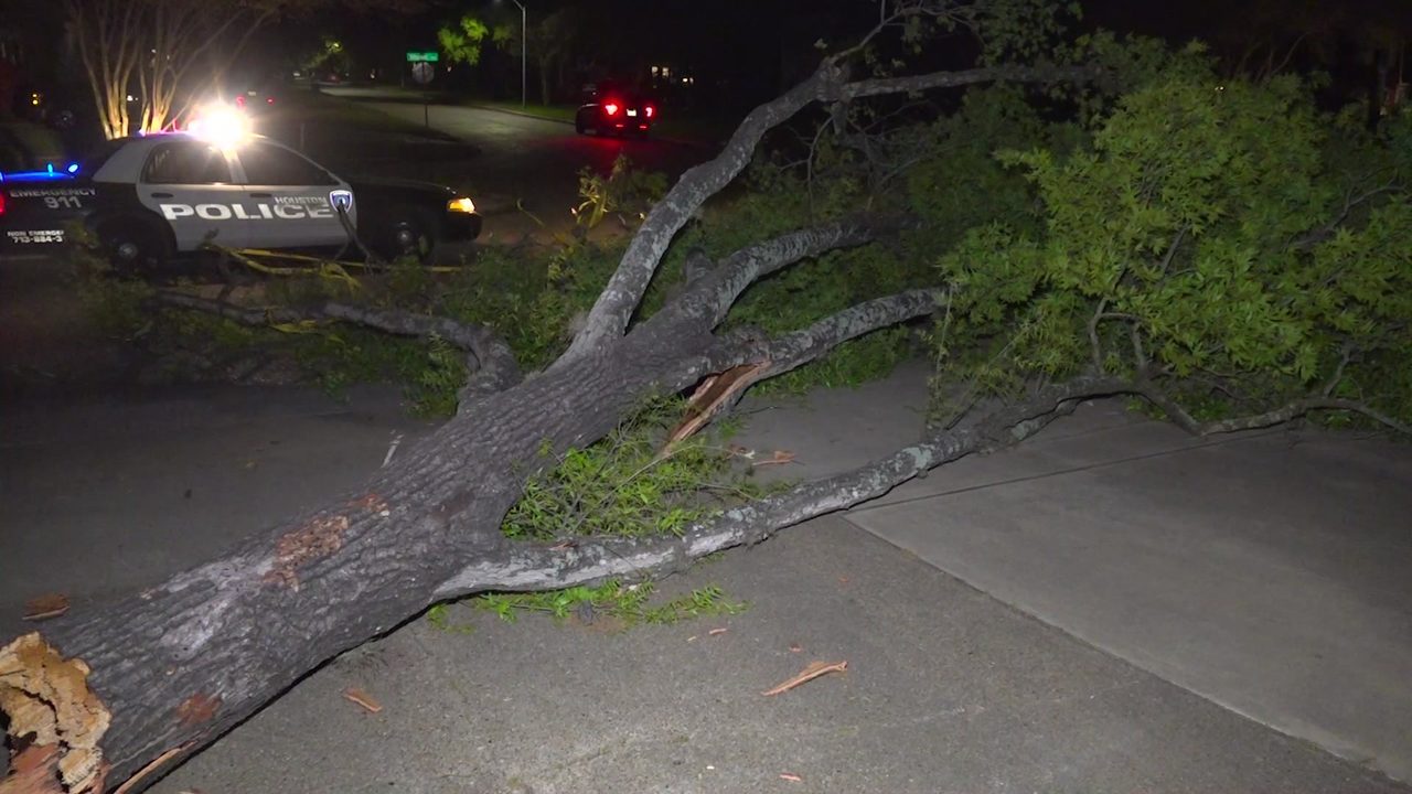 Winds knock down tree onto Houston street