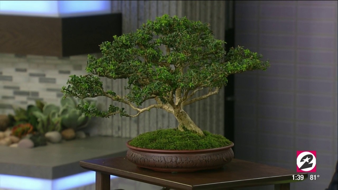 How To Properly Care For Your Bonsai Tree Houston Life Kprc 2