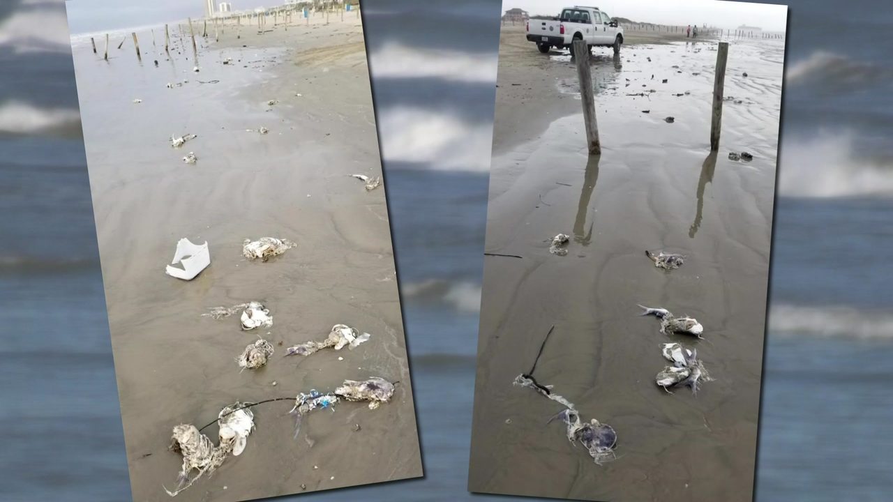 Fish Birds Turtles Dead In Galveston For Unknown Reasons