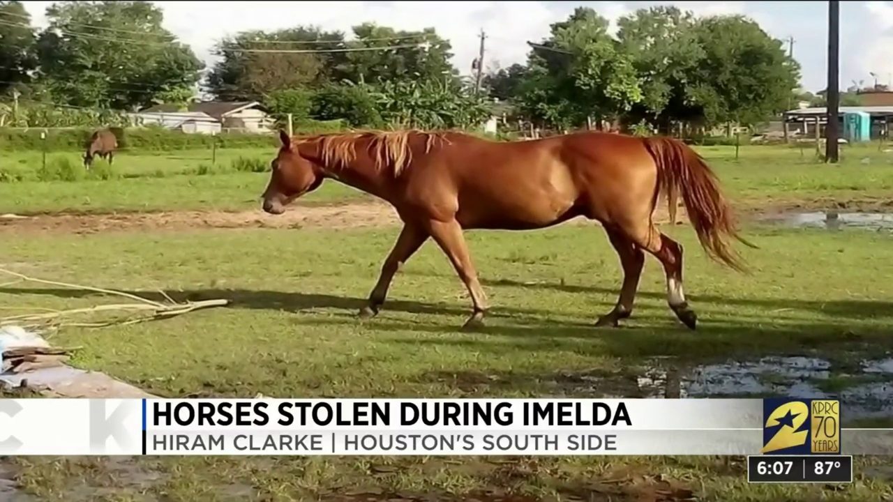 'Just give them back' 4 horses stolen from family's Southside...